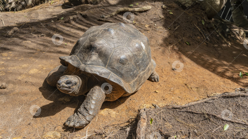 Скачать Гигантская черепаха Aldabrachelys gigantea прогуливается по грунтовой дорожке. фотосток Ozero