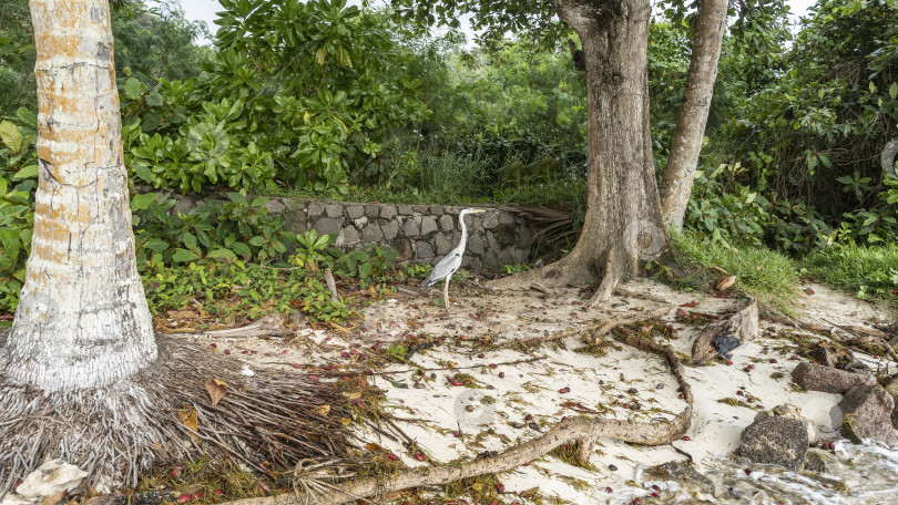 Скачать Дикая серая цапля стоит на песке среди тропической растительности. фотосток Ozero