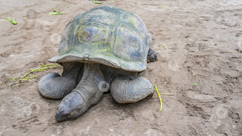 Скачать Гигантская черепаха Aldabrachelys gigantea отдыхает на песке. фотосток Ozero