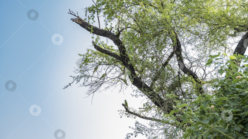 Скачать Искривленные стволы и зеленая листва деревьев на фоне голубого неба. фотосток Ozero