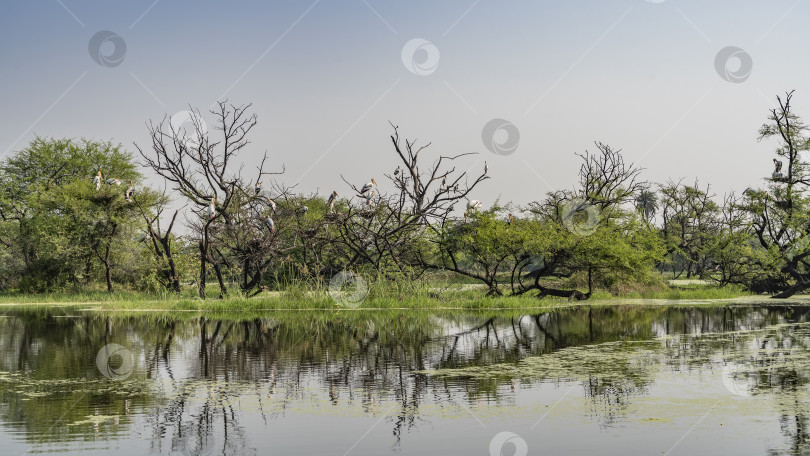 Скачать Зеленая трава и раскидистые деревья растут на берегу спокойного озера. фотосток Ozero