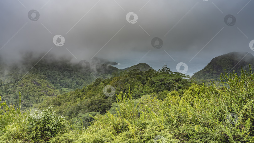 Скачать Пышные густые джунгли покрывают холмы. фотосток Ozero