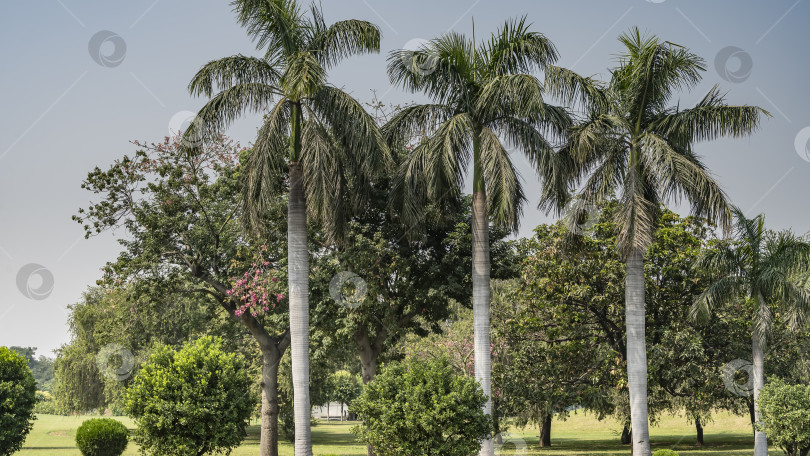 Скачать В парке в ряд растут высокие королевские пальмы Roystonea. фотосток Ozero