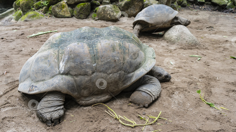 Скачать Гигантские черепахи Aldabrachelys gigantea в загоне на песчаной дорожке. фотосток Ozero