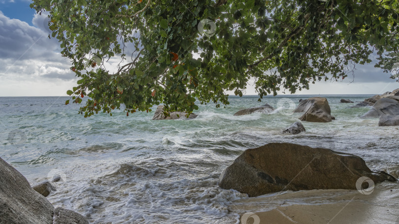 Скачать Ветви тропических деревьев склонялись над пляжем. фотосток Ozero