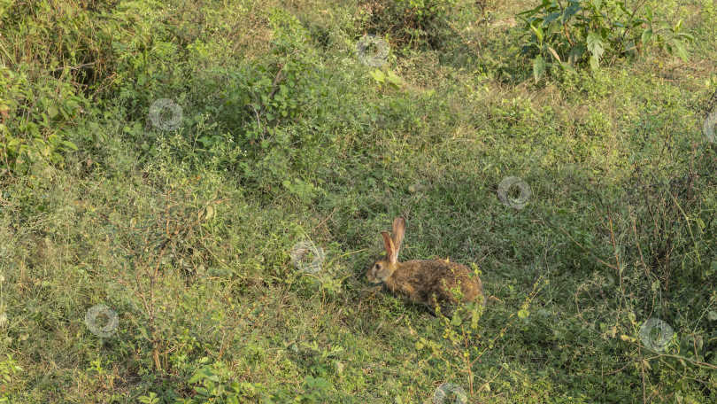 Скачать Дикий серый заяц притаился в зеленой траве. фотосток Ozero
