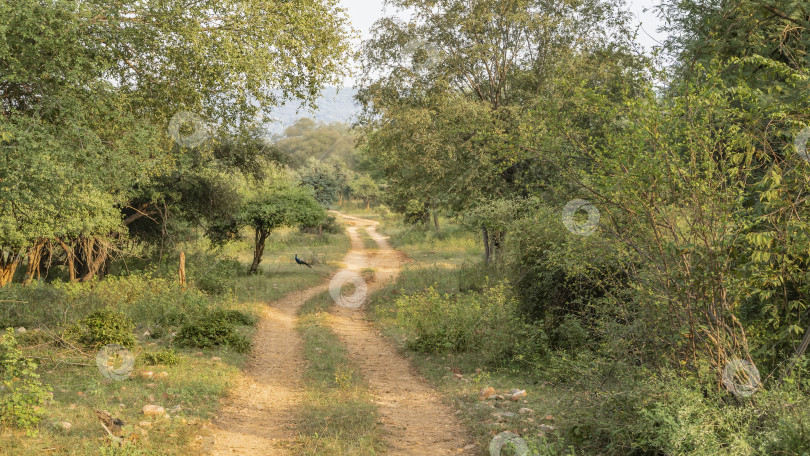 Скачать Узкая грунтовая дорога для сафари петляет по джунглям. фотосток Ozero