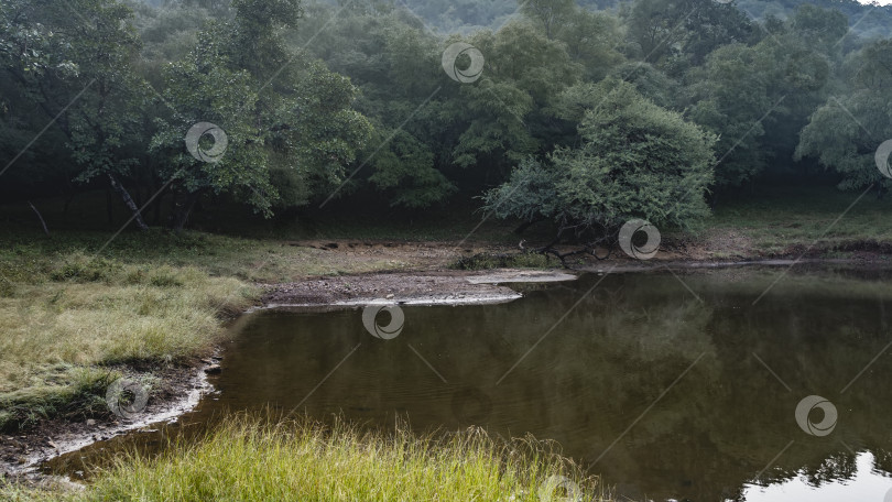 Скачать Место водопоя животных в джунглях. фотосток Ozero