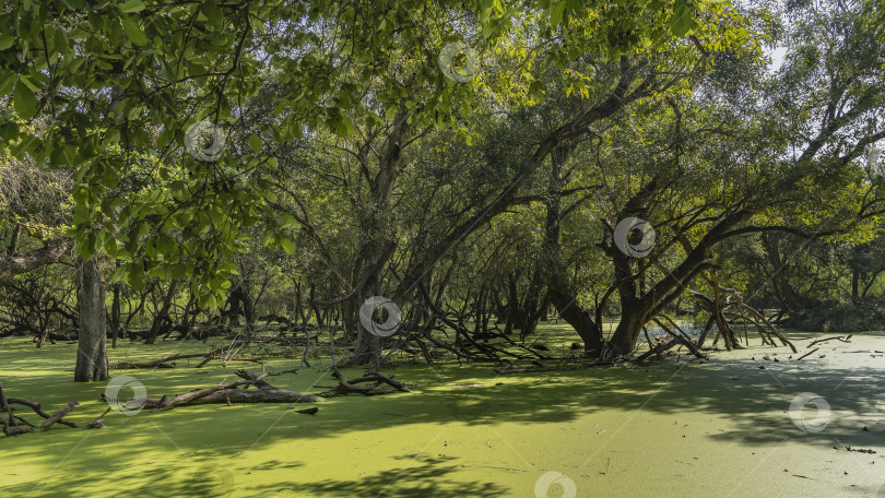 Скачать Таинственный тенистый лес на болоте. фотосток Ozero