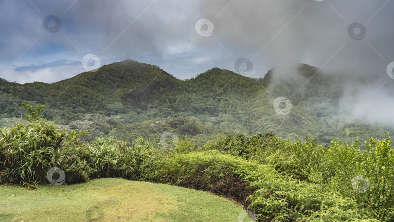Скачать Зеленая лужайка, окруженная зарослями тропических кустарников и деревьев. фотосток Ozero
