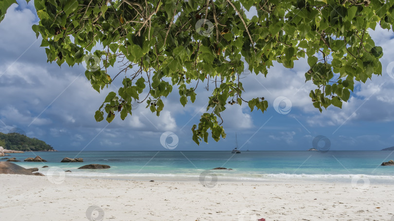 Скачать Ветви тропических деревьев нависают над тропическим пляжем. фотосток Ozero