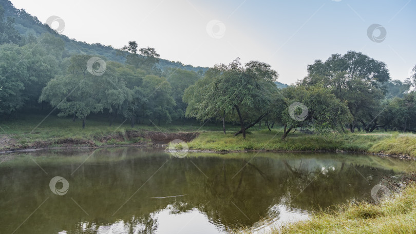 Скачать Спокойное озеро в джунглях - это место водопоя для животных. фотосток Ozero