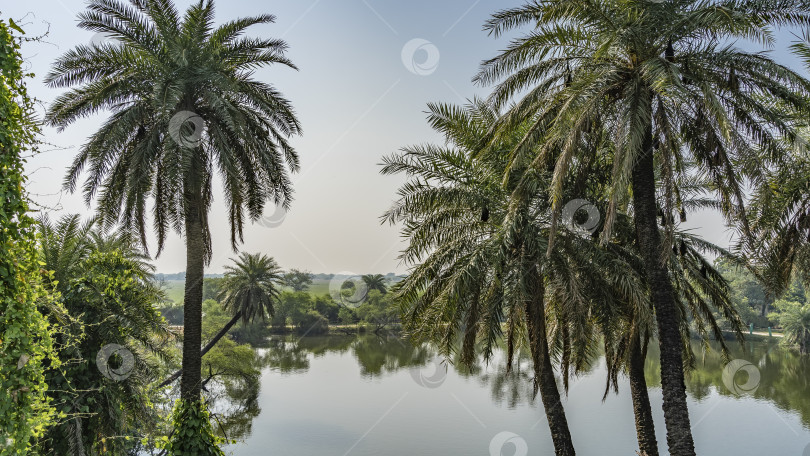 Скачать Пальмы растут на берегу спокойного озера. фотосток Ozero