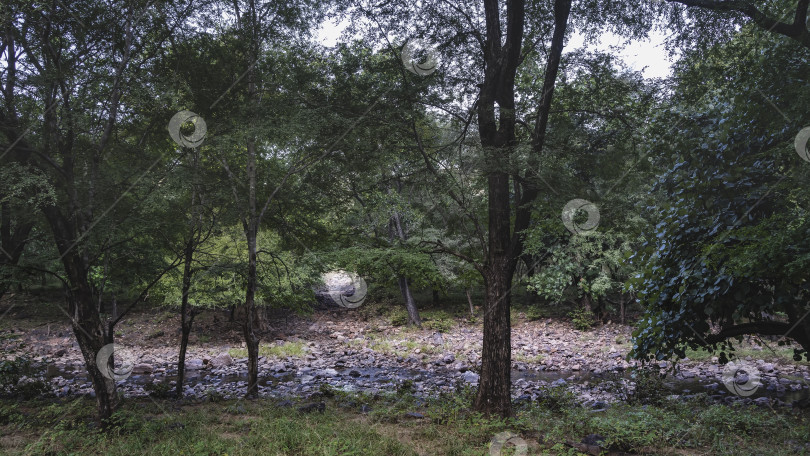 Скачать Ручей течет по каменистому руслу в тенистых джунглях. фотосток Ozero