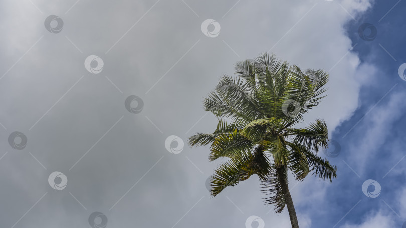 Скачать Крона высокой кокосовой пальмы на фоне голубого неба и белых облаков фотосток Ozero