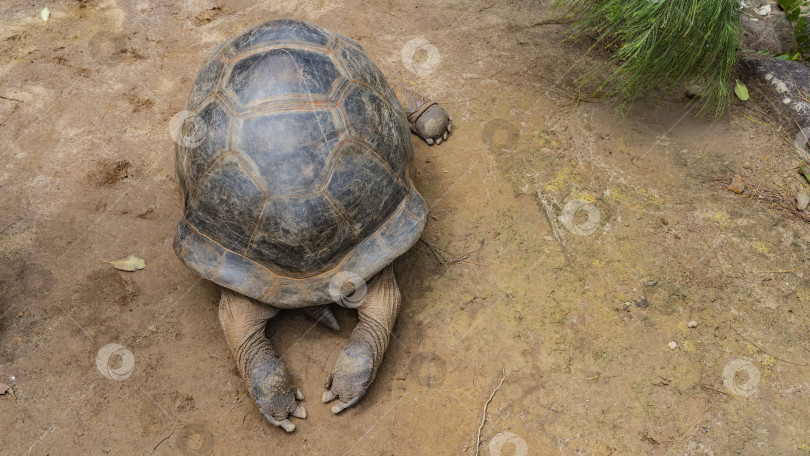 Скачать Гигантская черепаха Aldabrachelys gigantea отдыхает на песчаной дорожке. фотосток Ozero