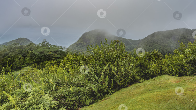 Скачать Зеленая лужайка на склоне холма окружена пышными кустами. фотосток Ozero