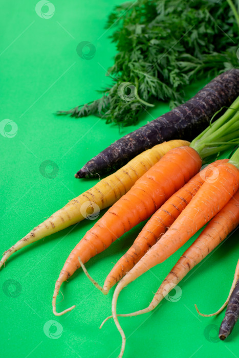 Скачать Оранжевая, желтая и фиолетовая морковь на зеленом фоне. фотосток Ozero
