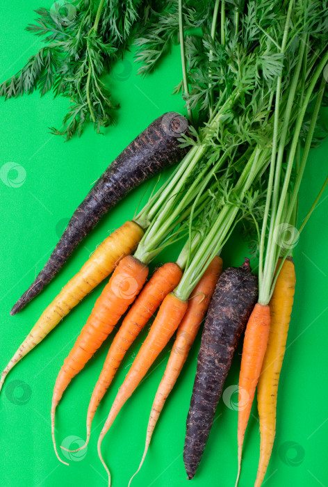 Скачать Оранжевая, желтая и фиолетовая морковь на зеленом фоне. фотосток Ozero