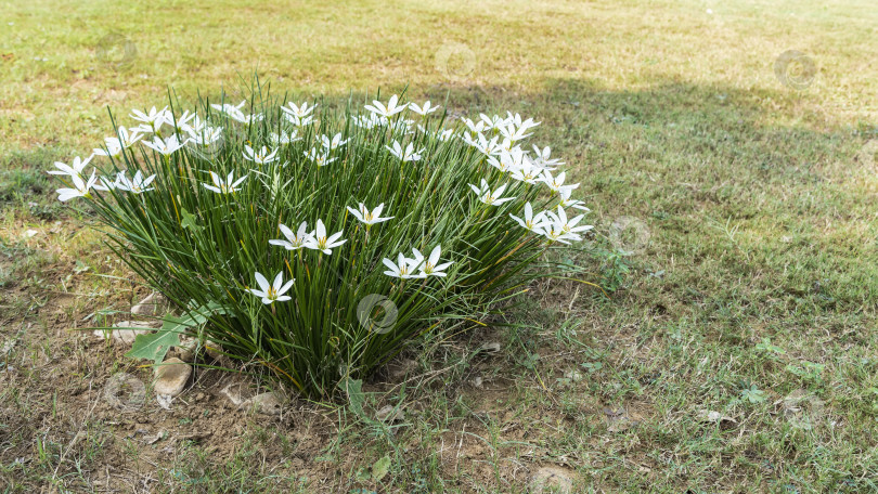 Скачать На лужайке, среди зеленой травы, растет цветок зефирантес. фотосток Ozero