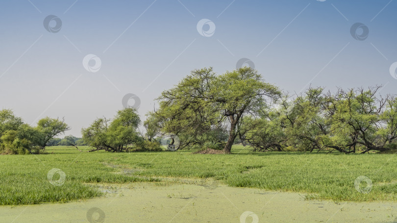 Скачать В болотистой местности растут пышные деревья и зеленая трава. фотосток Ozero