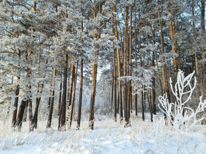 Скачать Зимний красивый лесной пейзаж. фотосток Ozero