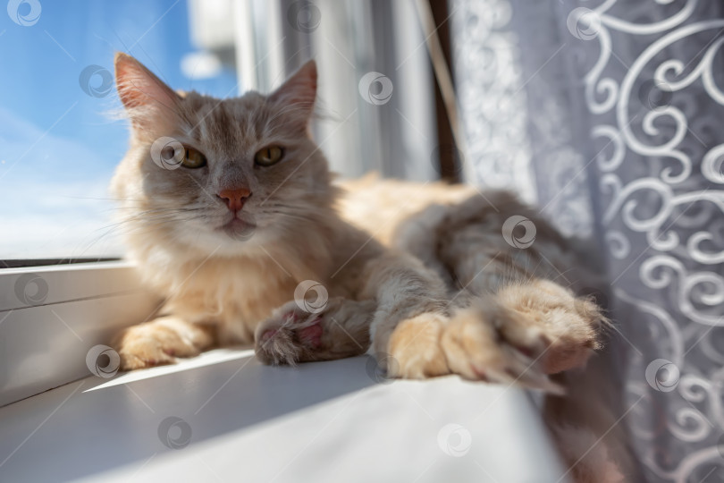 Скачать Красивая пушистая домашняя кошка лежит на подоконнике фотосток Ozero
