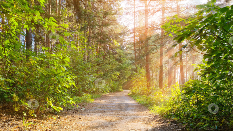 Скачать Дорога в летнем лесу освещена лучами солнца. фотосток Ozero