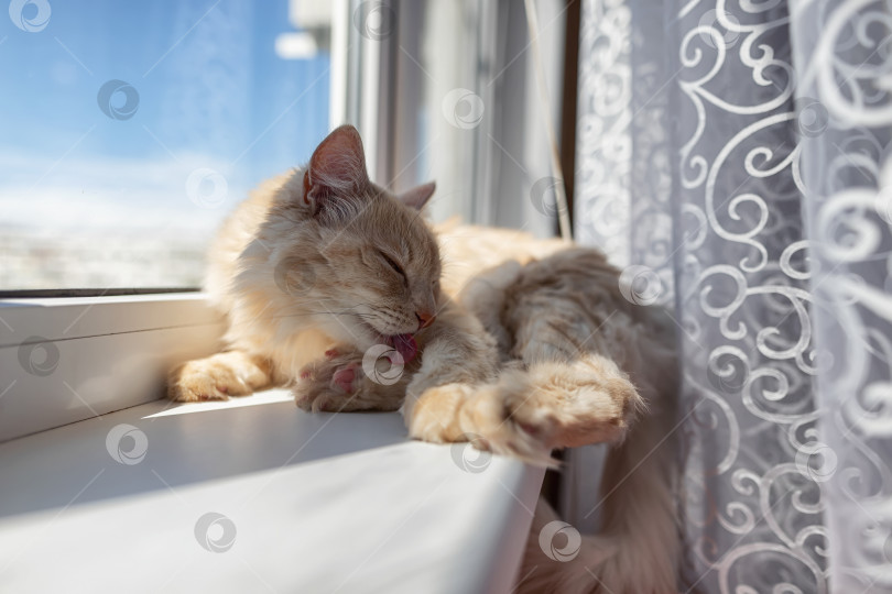Скачать Красивая пушистая домашняя кошка лежит на подоконнике фотосток Ozero