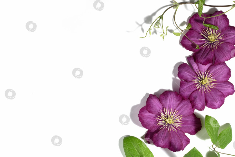 Скачать Розово-фиолетовые цветы клематиса, выделенные на белом фоне. Граница или обрамление для вашего текста. Цветочный летний или весенний фон. Поздравительная открытка. фотосток Ozero