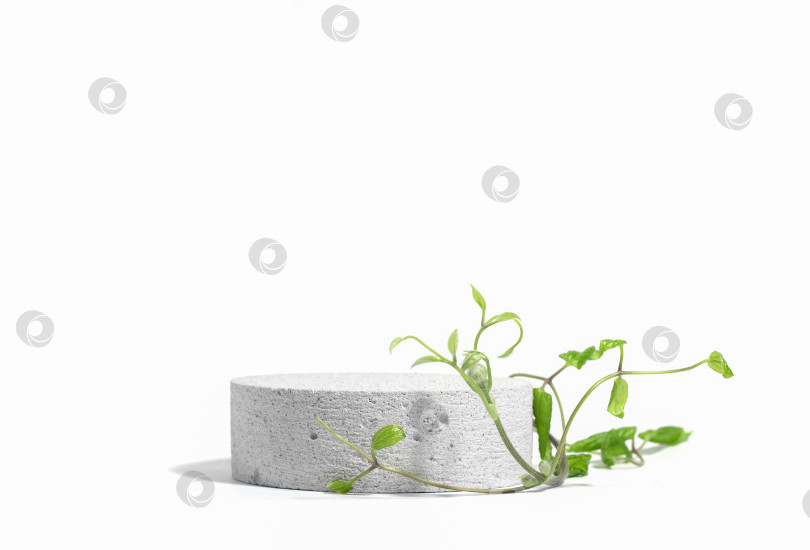Скачать Цилиндрический каменно-бетонный эко-подиум на белом фоне с резкими тенями и зеленым тропическим вьющимся растением. Стенд для презентации вашего продукта. Пространство для копирования фотосток Ozero