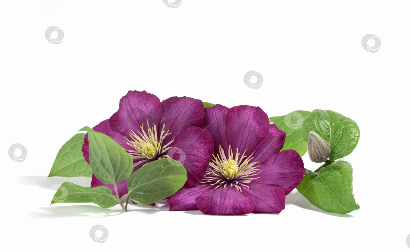 Скачать Розово-фиолетовые цветы клематиса, выделенные на белом фоне. Цветочный летний или весенний фон. Открытка. фотосток Ozero