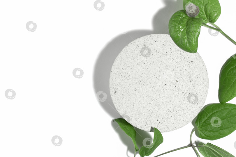 Скачать Подиум из бетона с зелеными листьями растения для презентации упаковки и косметики, вид сверху, на белом фоне. Витрина с товаром с текстурой белого бетона, текстурой камня. фотосток Ozero
