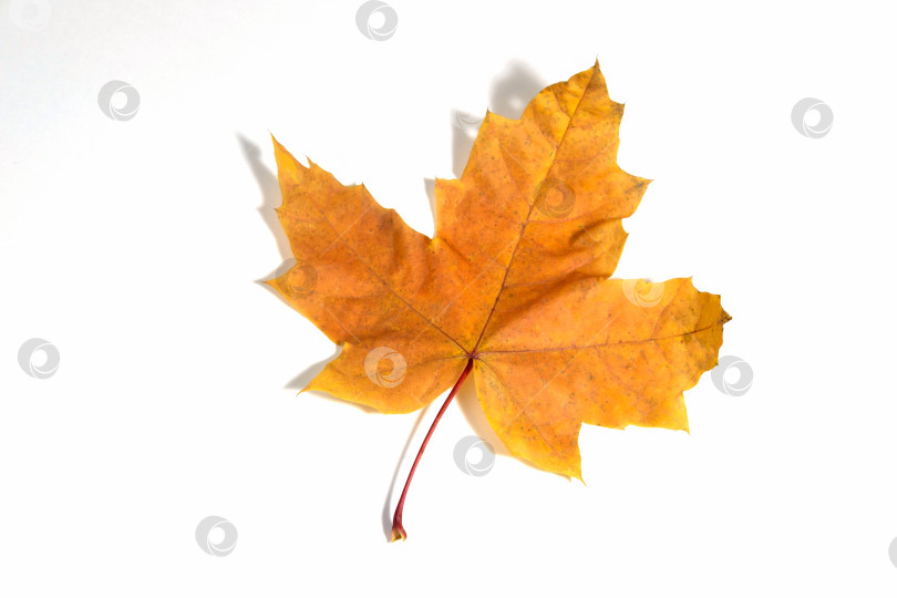 Скачать Осенний желто-оранжевый клиновидный лист крупным планом, изолированный на белом фоне. фотосток Ozero