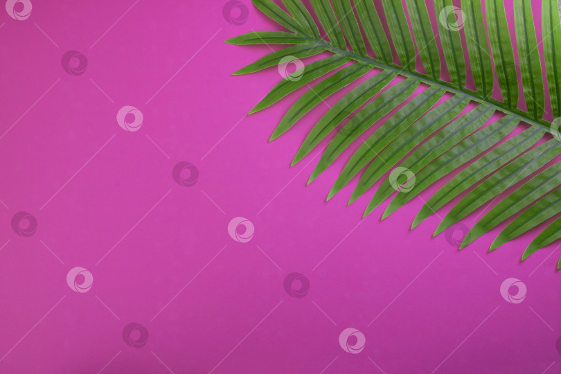 Скачать Зеленый лист пальмы на розовом фоне. Пространство для копирования. Вид сверху фотосток Ozero