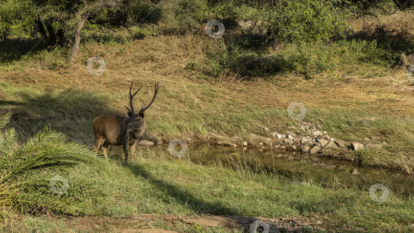 Скачать Красивый взрослый олень самбар руса одноцветный с длинными рогами фотосток Ozero