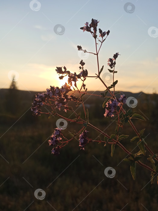 Скачать Орегано обыкновенный фотосток Ozero