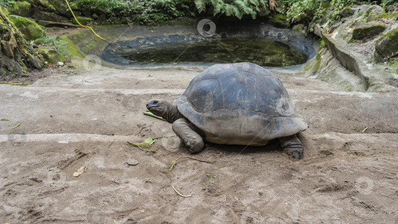 Скачать Гигантская черепаха Aldabrachelys gigantea прогуливается по грунтовой дорожке. фотосток Ozero