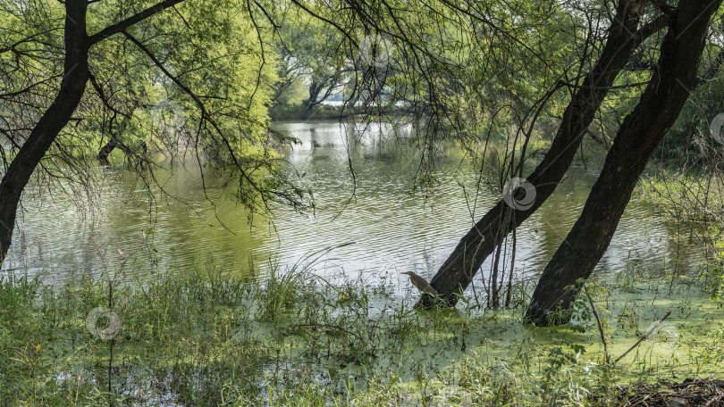 Скачать У берега пруда в воде растет трава, на поверхности - ряска. фотосток Ozero