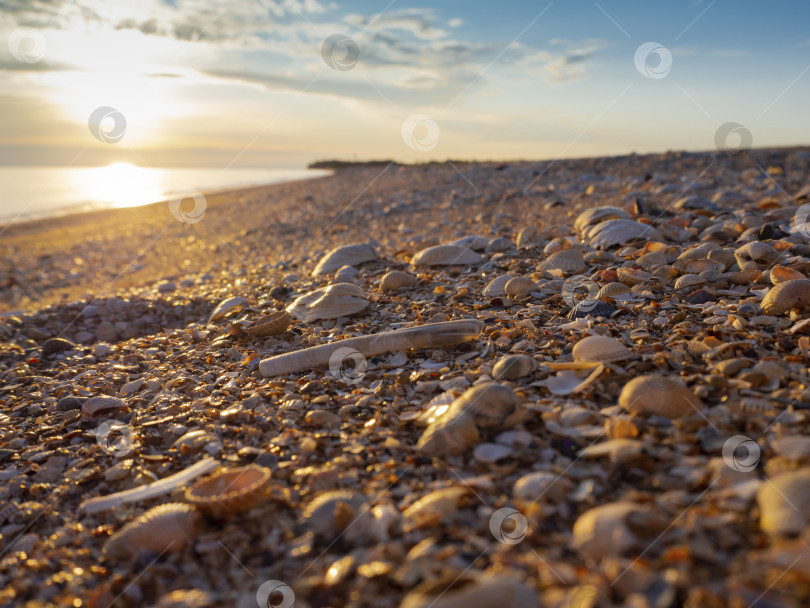 Скачать Красивые ракушки на песчаном пляже в лучах заката. фотосток Ozero