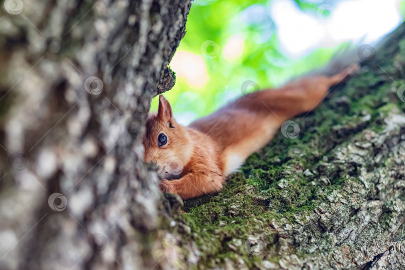 Скачать Рыжая белка в парке на дереве ест орехи фотосток Ozero