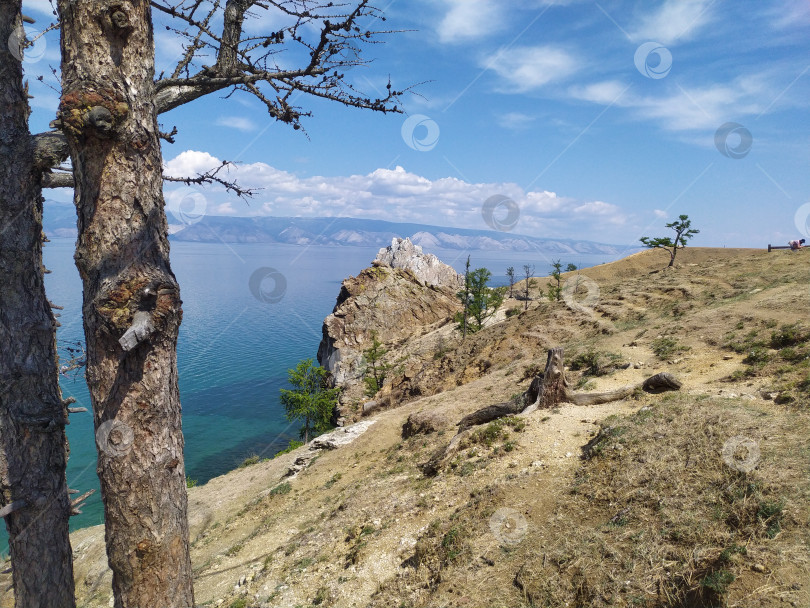 Скачать Сосны на высоком песчаном берегу моря фотосток Ozero