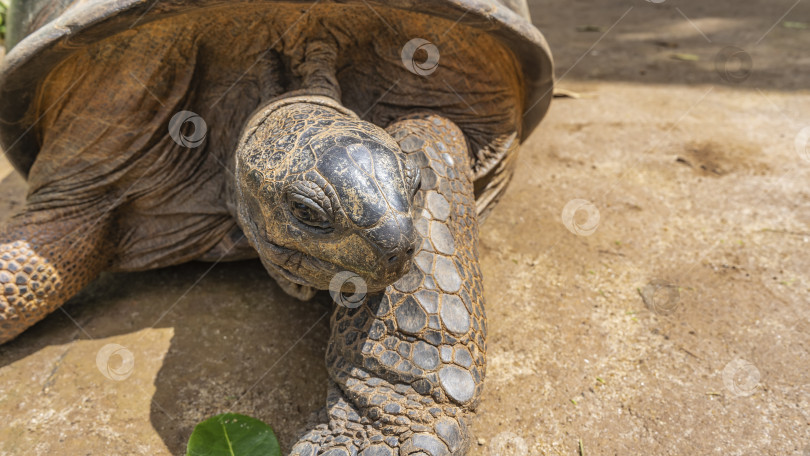 Скачать Портрет гигантской черепахи Aldabrachelys gigantea. фотосток Ozero