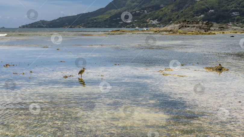 Скачать Морское дно видно сквозь воду во время отлива. фотосток Ozero