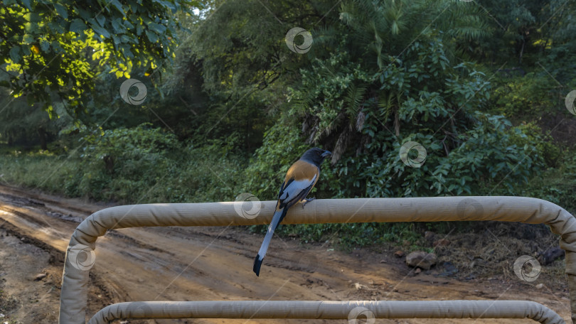 Скачать Рыжая древесная птица уселась на поручни внедорожника. фотосток Ozero