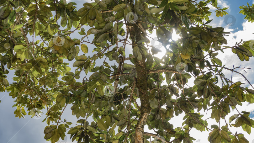 Скачать Ствол и ветви тропического дерева на фоне голубого неба и облаков. фотосток Ozero