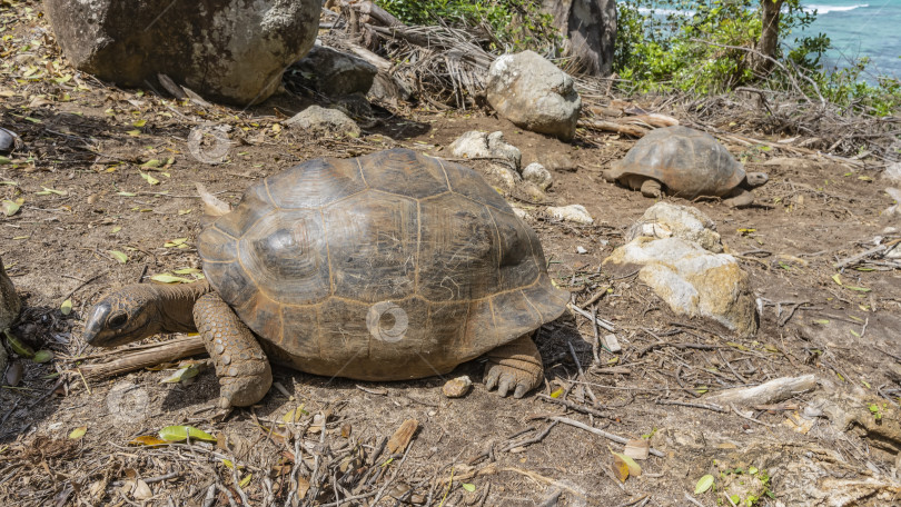 Скачать Гигантские черепахи Aldabrachelys gigantea прогуливаются по грунтовой дорожке. фотосток Ozero