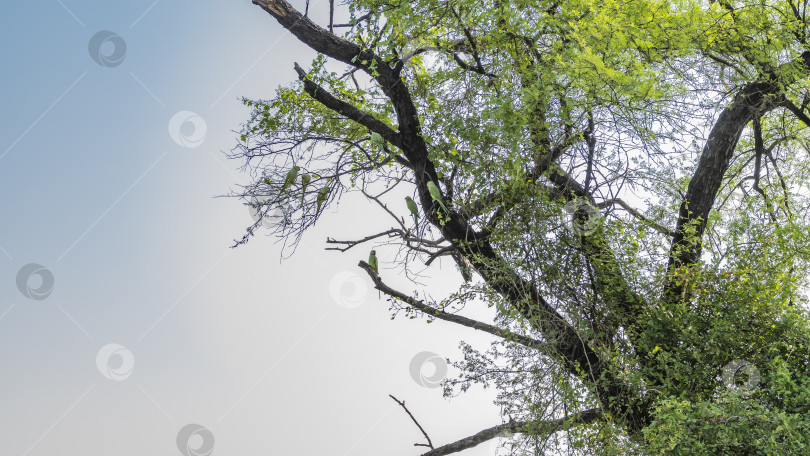 Скачать Семейство зеленых попугаев Psittacula krameri расположилось на ветвях дерева. фотосток Ozero