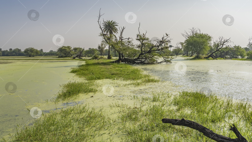 Скачать Поверхность воды в заболоченной местности покрыта ряской. фотосток Ozero
