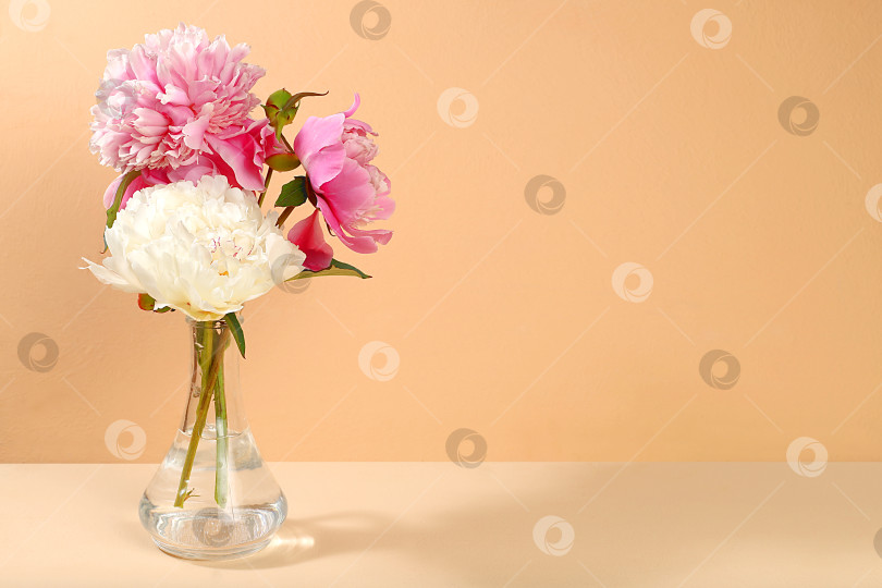 Скачать Красивые цветы пионы в вазе на светлом фоне с местом для текста, летний баннер для рекламы, минималистичная концепция праздника с цветами, поздравительная открытка на свадьбу, день рождения, день матери, фотосток Ozero